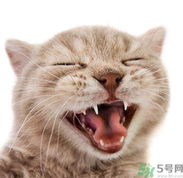 貓咪什么在時候換牙？貓咪換牙要注意什么？