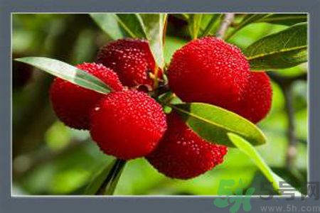 寶寶可以吃楊梅嗎？寶寶吃楊梅好嗎？