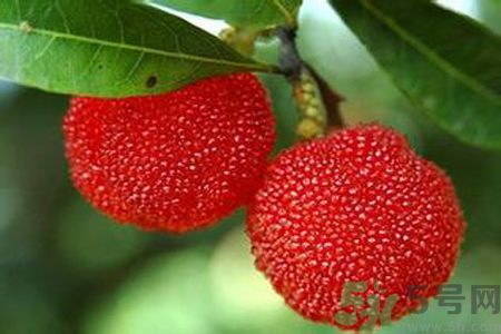 寶寶可以吃楊梅嗎？寶寶吃楊梅好嗎？