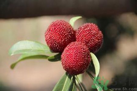 吃楊梅會上火嗎？吃楊梅上火怎么辦？