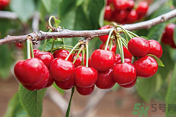 痛風(fēng)能吃櫻桃嗎？痛風(fēng)吃櫻桃可不可以？