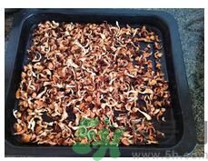 猴頭菇粉怎么做？猴頭菇餅干怎么做？