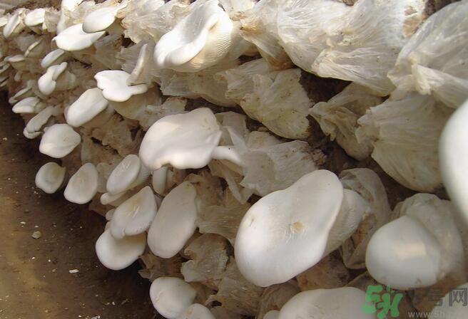 白靈菇和杏鮑菇有什么區(qū)別？白靈菇有什么營(yíng)養(yǎng)價(jià)值？