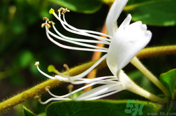 金銀花是酸性還是堿性?金銀花是堿性的嗎?.png 金銀花是酸性還是堿性?金銀花是堿性的嗎?.png