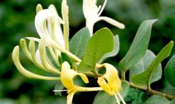 金銀花是什么樣子的?金銀花是什么顏色的? 金銀花是什么樣子的?金銀花是什么顏色的?