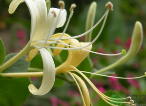 金銀花是開花的好還是不開花的好?.png 金銀花是開花的好還是不開花的好?.png