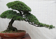 五針?biāo)伤汕蚰芘菥茊?？五針?biāo)伤汕蚺菥朴惺裁垂πВ?></a>
<p class=