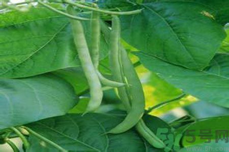 四季豆是發(fā)物嗎？四季豆是不是發(fā)物？