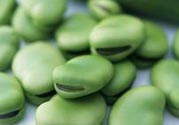 蠶豆病到幾歲會(huì)沒(méi)有？蠶豆病長(zhǎng)大了會(huì)自己好嗎？