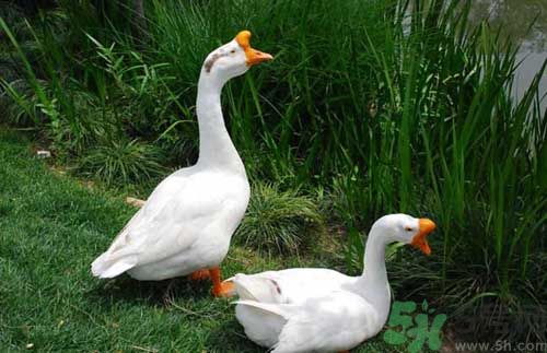 鵝蛋有什么功效？鵝蛋的功效是什么？