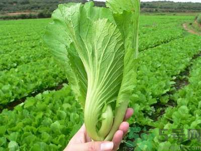 芥菜與鯽魚可以一起吃嗎？芥菜和鯽魚一起吃好不好？