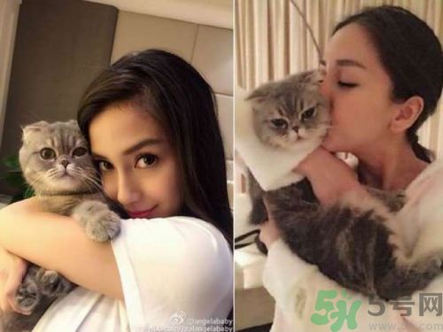 baby養(yǎng)折耳貓反對(duì)結(jié)扎被炮轟沒腦子 折耳貓真的有遺傳疾病嗎？