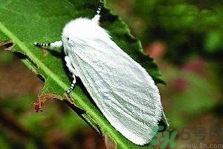 為什么15-25號(hào)不要曬被子？什么是美國(guó)白蛾？