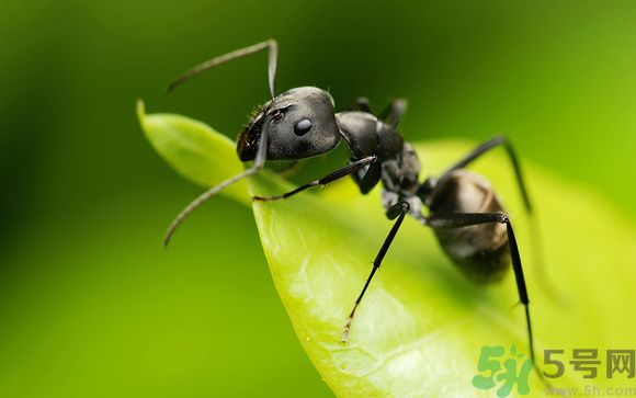 家里有螞蟻怎么辦？驅(qū)除螞蟻的方法是什么？