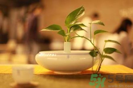 孕婦可以喝米茶嗎？懷孕可以喝米茶嗎？