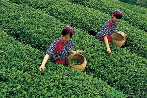 女生夏天喝什么茶最好？女生夏天適合喝什么茶？