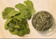 夏天可以喝銀杏葉茶嗎？夏天喝銀杏葉茶好嗎？