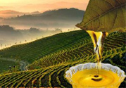 茶籽油可以天天吃嗎？可以每天用茶籽油炒菜嗎？