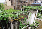 女子打造城市菜園 陽臺可以種什么蔬菜？