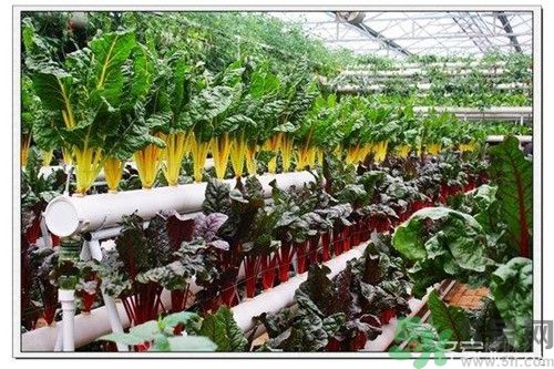陽臺怎么種蔬菜？陽臺適合種什么蔬菜？