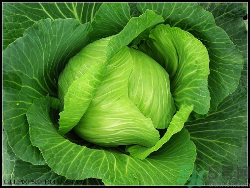 包菜外面的葉子壞了里面還能吃嗎？包菜壞了一部分還能吃嗎？