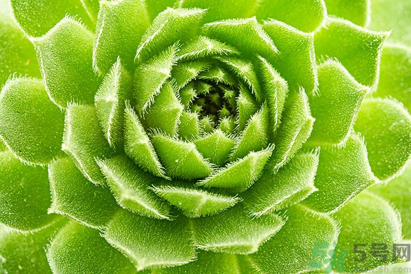 多肉植物需要澆水嗎？多肉植物澆水可以澆到葉子上嗎？