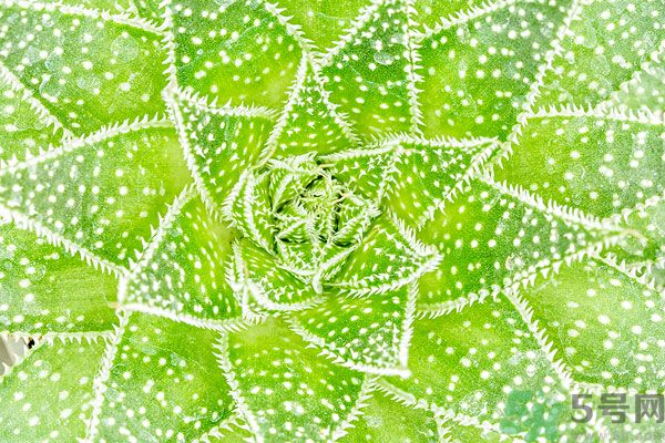 多肉植物需要澆水嗎？多肉植物澆水可以澆到葉子上嗎？