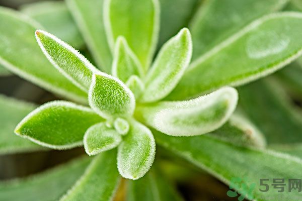 多肉植物需要澆水嗎？多肉植物澆水可以澆到葉子上嗎？
