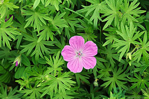 天竺葵有驅(qū)蚊作用嗎？什么植物能驅(qū)蚊子？