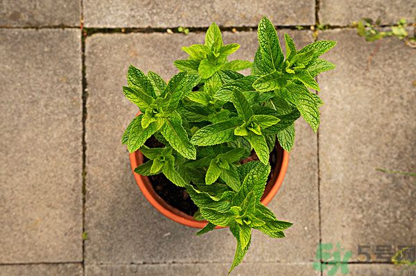 天竺葵有驅(qū)蚊作用嗎？什么植物能驅(qū)蚊子？