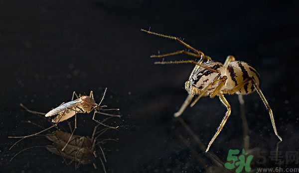 紗窗網(wǎng)密度蚊子能進(jìn)去嗎？紗窗能擋住蚊子嗎？