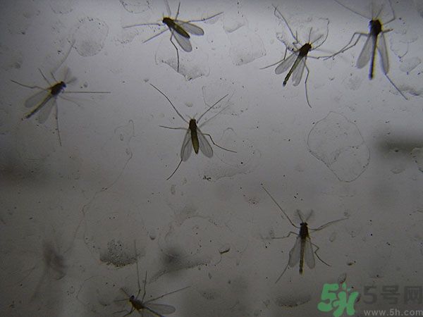 紗窗網(wǎng)密度蚊子能進(jìn)去嗎？紗窗能擋住蚊子嗎？