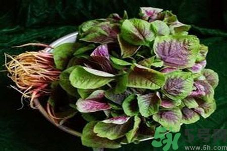 糖尿病可以吃莧菜嗎？糖尿病吃莧菜好嗎？