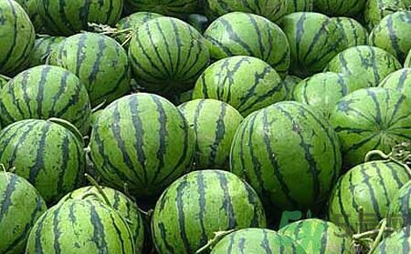 沙瓤西瓜怎么挑？怎么挑選西瓜？