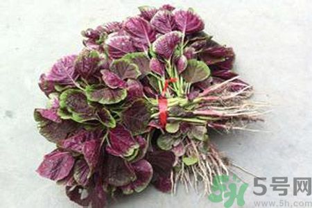 莧菜汁為什么是紅色？莧菜汁的顏色為什么是紅色？