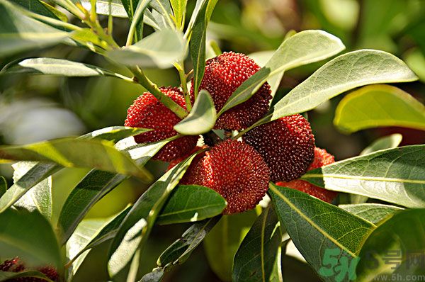 吃楊梅時(shí)可以喝茶嗎？吃楊梅時(shí)喝茶有什么壞處？