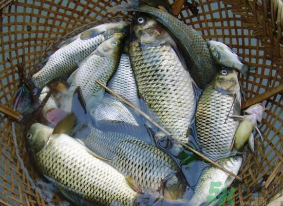 魚能和萵苣一起煮嗎？魚可以和萵苣一起吃嗎？
