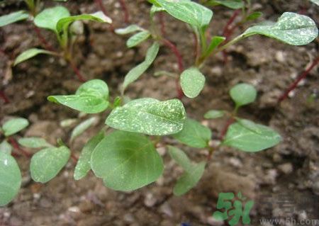 莧菜葉子上有白點(diǎn)是怎么回事？莧菜葉子上有白點(diǎn)可以吃嗎？