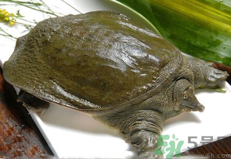 莧菜和甲魚(yú)一起吃會(huì)中毒嗎？吃了莧菜了甲魚(yú)怎么辦？