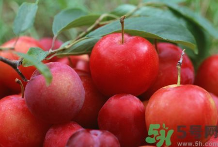 李子皮為什么酸？李子皮能吃嗎？