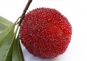 楊梅里面的蟲子能吃嗎？楊梅里面的蟲子吃了會(huì)怎么樣？