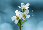 小滿喝什么茶？小滿喝什么茶好？