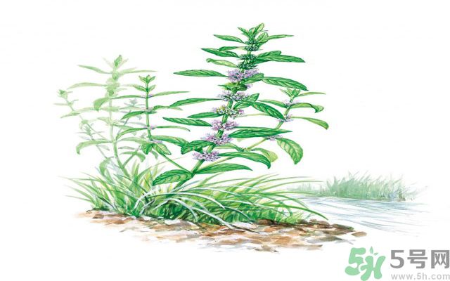 夏天吃薄荷可以解暑嗎？夏天怎么吃薄荷可以解暑？
