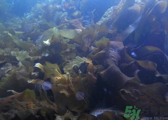 海帶綠色的好還是黃色的好？海帶綠色的比較好嗎？