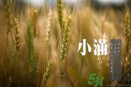 小滿喝什么茶？小滿喝什么茶好？