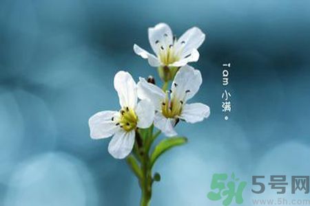 小滿喝什么茶？小滿喝什么茶好？