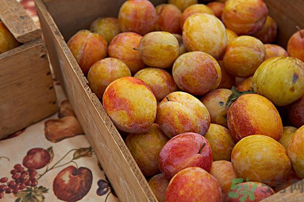 李子皮能吃嗎？李子皮的功效作用