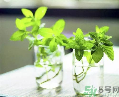 薄荷為什么叫貓薄荷？薄荷和貓薄荷是一種
