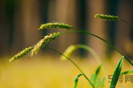 小滿為什么要吃苦？適合小滿吃的苦菜