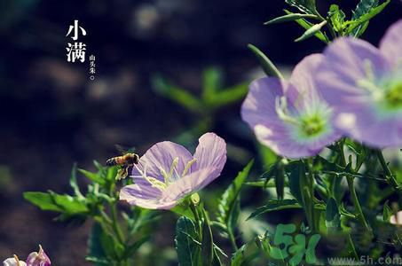 小滿為什么要吃苦？適合小滿吃的苦菜